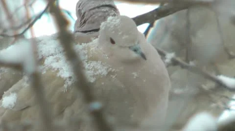 Pigeons. bird Stock Footage 10787449