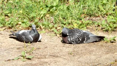 Pigeons bird 스톡 사진