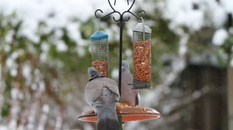 Pigeons on a bird table Stock Footage 1046787
