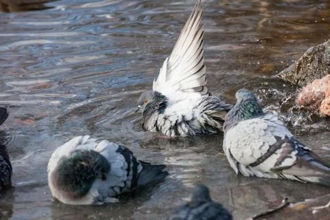 Pigeons birds bathing Stock Photos