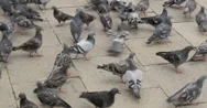 Pigeons Birds, Pigeon Bird Closeup Close Up Video Footage Shot Venice City Italy Stock Footage