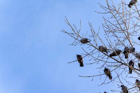Pigeons in the blue sky Foto stock