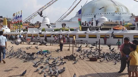 Pigeons at the Bouddha Temple Stock Footage 105209608
