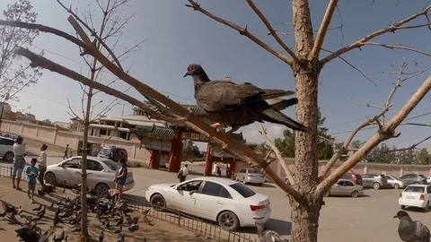 Pigeons on a branch fly to feed In front of the gate in Mongolian datsan Gandan Stock Footage 81816296