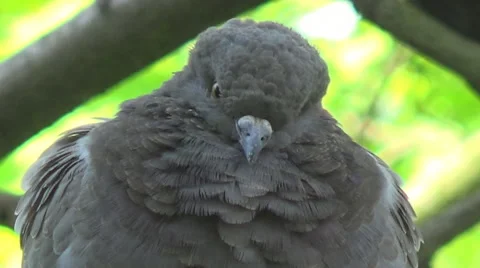 Pigeons on a branch Stock Footage 50112749