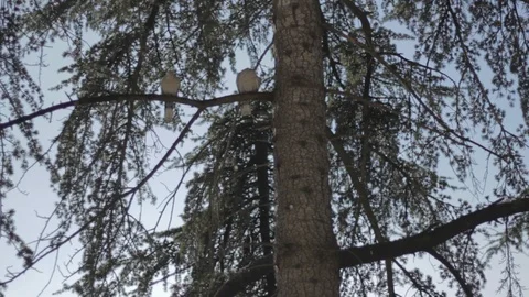 Pigeons on the branch Vídeo Stock 101849434