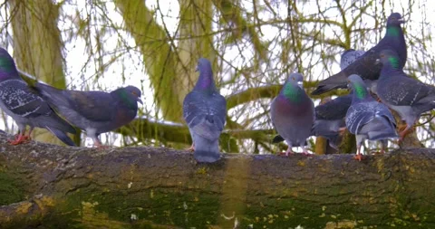 Pigeons on a branch Stock Footage 136180886