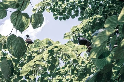 Pigeons on a branch 스톡 일러스트