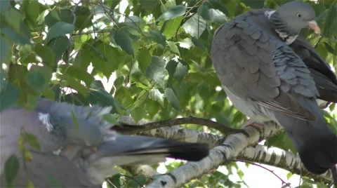 Pigeons On A Branch Of A Tree Stock Footage 67876390