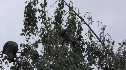 Pigeons On A Branch Of A Tree Video stock 67876564