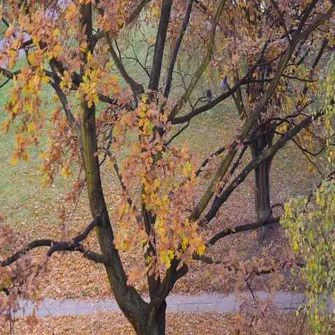 Pigeons On A Branch Of A Tree Stock Footage 69446653