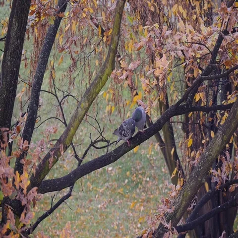 Pigeons On A Branch Of A Tree Stock Footage 69446957