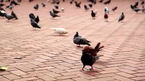 Pigeons on bricks Stock Footage 26228690