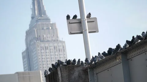 Pigeons in a bridge with the Empire State building in the background Stock Footage 66425540