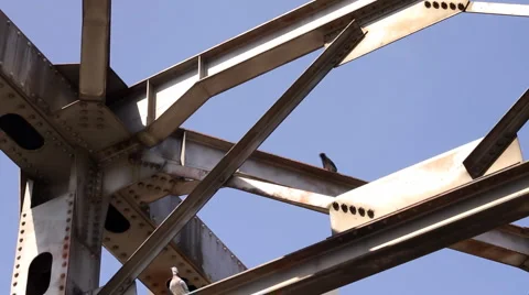 Pigeons on the Bridge Stock Footage 2678042