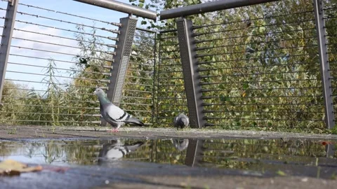 Pigeons on bridge Video stock 220351668