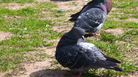 Pigeons in the bright rays of the sun. Pigeons clean their feathers. Parasites Video stock 194344601