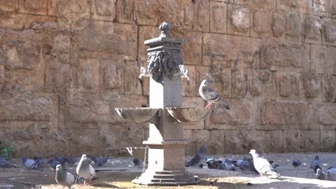 Pigeons in the bright sun Stock Footage 169579156