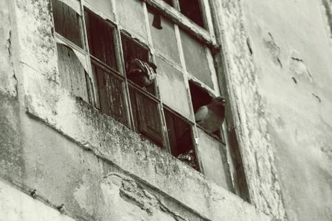 Pigeons in a broken window Stock Photos