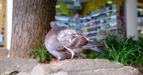 Pigeons brush each others feathers sitting on a rock in a city park Stock Footage 207038522