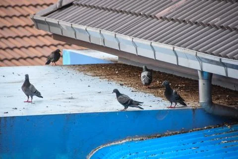 Pigeons on a building. Stock Photos