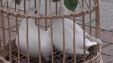 Pigeons in a cage Video stock 72865168