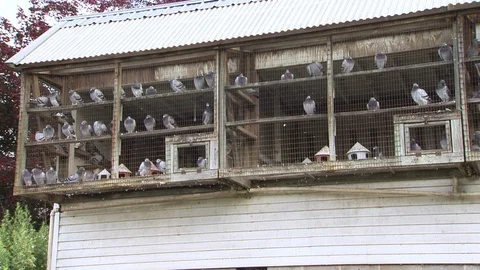 Pigeons in a cage Stock Footage 93531804