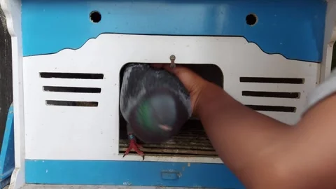 Pigeons in cage Stock Footage 275887668