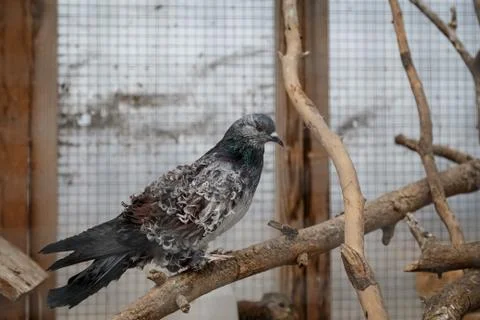 Pigeons in a cage Stock Photos