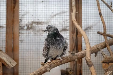 Pigeons in a cage Stock Photos