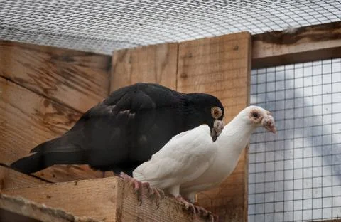 Pigeons in a cage Stock Photos