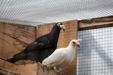 Pigeons in a cage Stock Photos