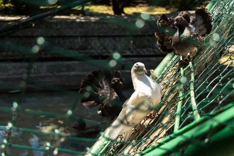 Pigeons in a cage Stock Photos