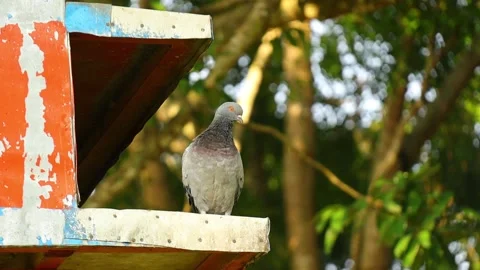 Pigeons in cages, biting feathers Stock-Footage 143530558