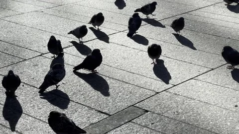 Pigeons cast shadows on the cold stone ground of November Video stock 164878786