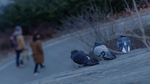 Pigeons at Central Park Stock Footage 86221063