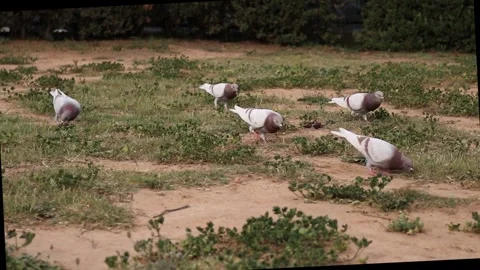 Pigeons chasing crumbs in a park Stock Footage 273588748