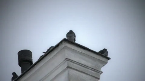 Pigeons On Chimney Stock Footage 596079