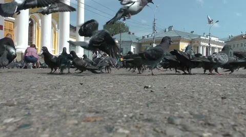 Pigeons in the city Stock Footage 51704830