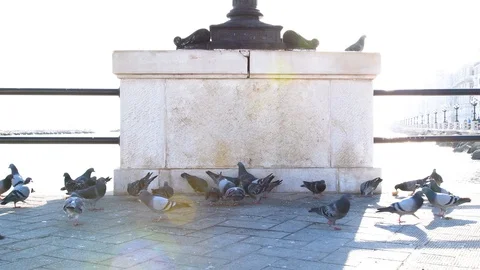 Pigeons in the city Stock Footage 106269820