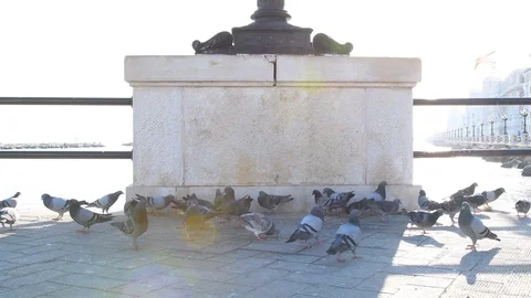 Pigeons in the city Stock Footage 106270646