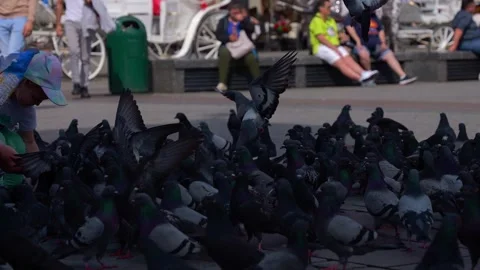 Pigeons on the city Stock Footage 245096688