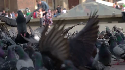 Pigeons on the city Video stock 245096850