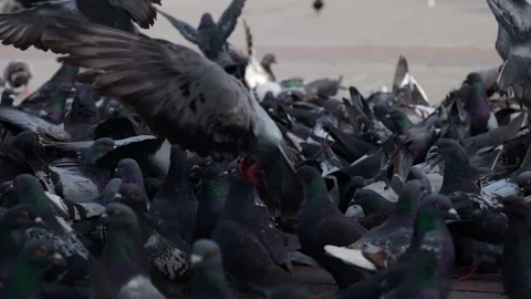 Pigeons on the city Stock Footage 245096999