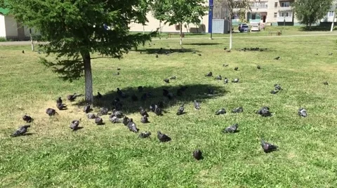 Pigeons in the city Park Stock Footage 64652085