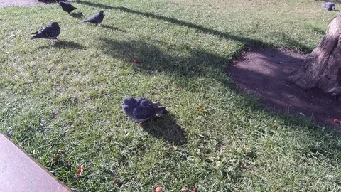 Pigeons in the city square Stock Footage 102648436