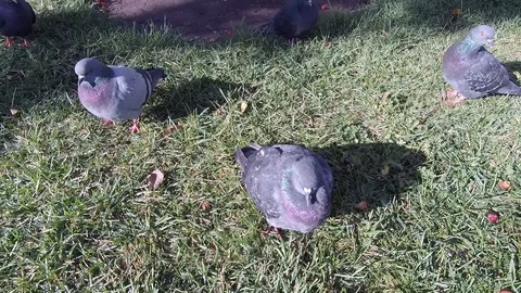 Pigeons in the city square Видео 102648967