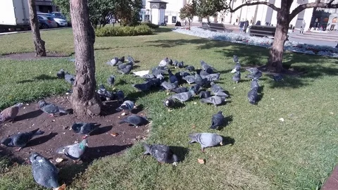 Pigeons in the city square 動画素材 102649320