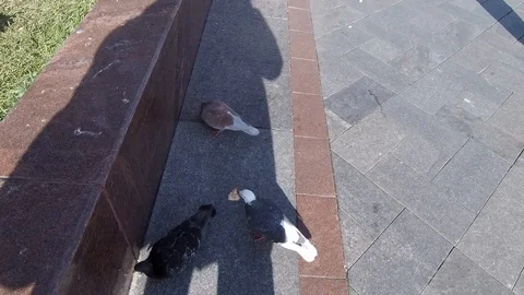 Pigeons in the city square Stock Footage 102649797