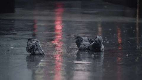 Pigeons cleaning feathers in the puddle Stock Footage 124623150